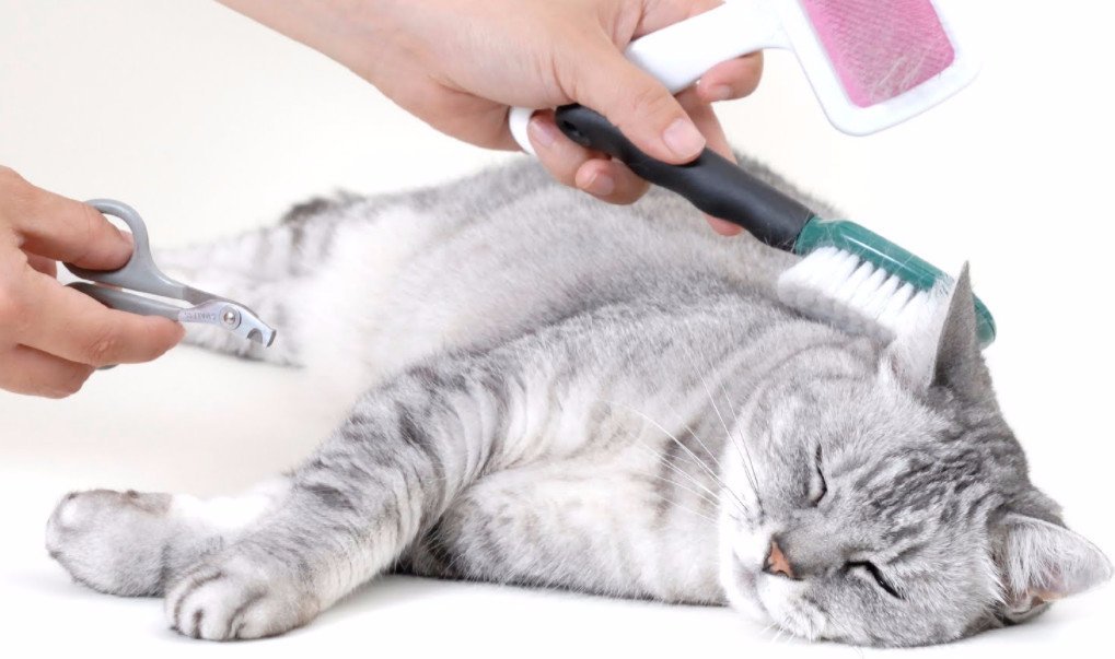 Косметика для кошек Косметика для кошек