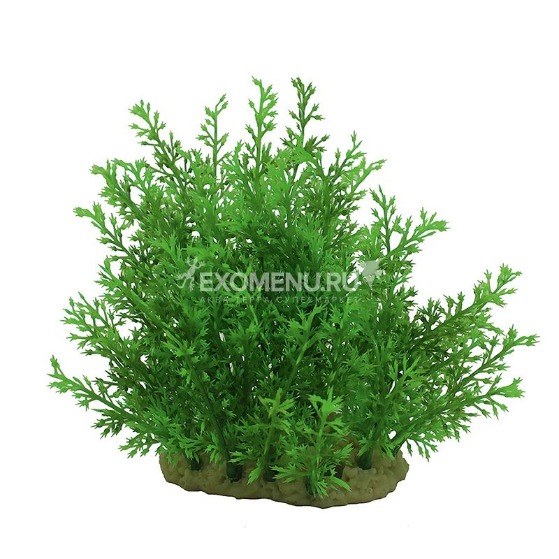 ArtUniq Ceratopteris thalictroides 15 - Композиция из искусственных растений Папортник индийский,...
