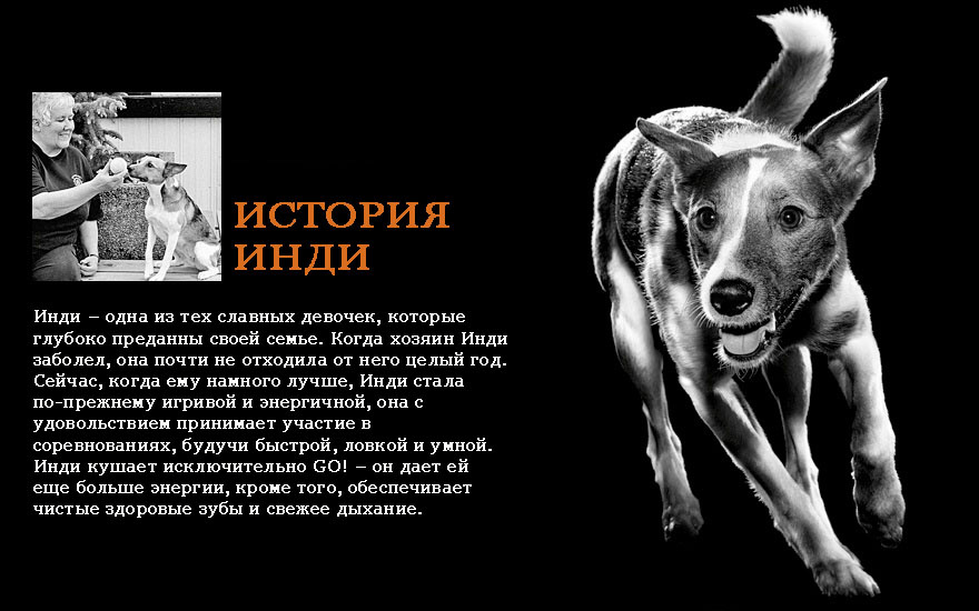 Для щенков и собак со свежим лососем и овсянкой, фото №2 Для щенков и собак со свежим лососем и овсянкой, фото №2