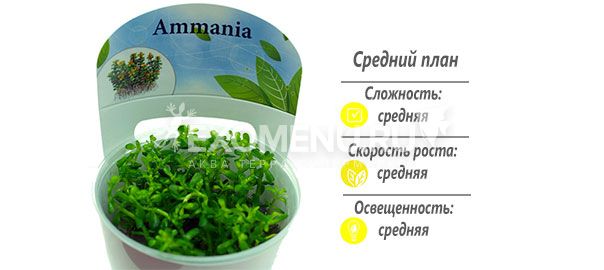 Аммания Бонсай (Ammania sp. 