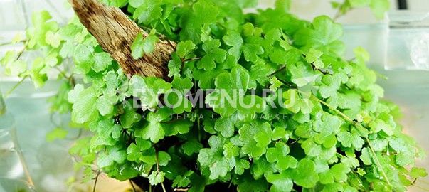Гидрокатила трипартита (Hydrocotyle tripartita) меристемное