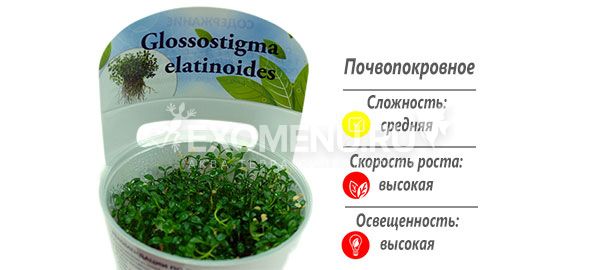 Глоссостигма повойничковая (Glossostigma elatinoides) меристемное