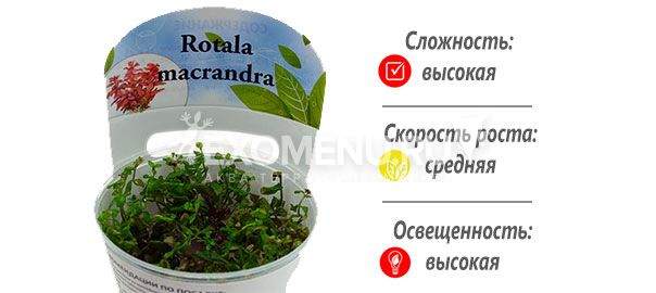 Ротала макрандра (Rotala macrandra) меристемное