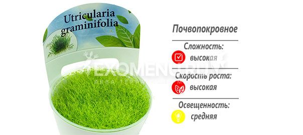 Стаурогин ползучий (Staurogyne repens) меристемное