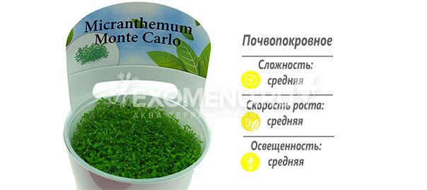 Микрантемум монтекарло (Micranthemum sp.) меристемное