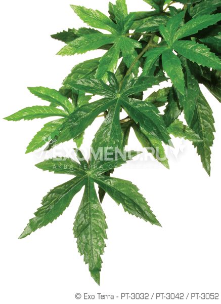 Тропическое растение Jungle Plants Абутилон, среднее, 55х20 см