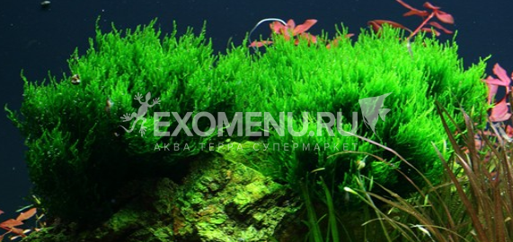 Мох Пламя (Flame Moss) меристемное