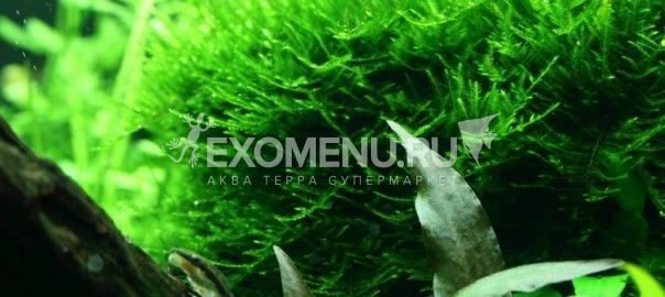 Мох Спайки (Taxiphyllum sp. Spiky), меристемное