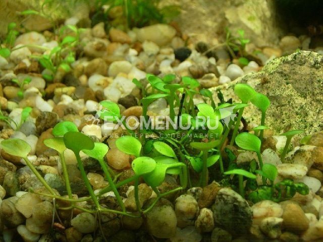 Марсилия Хирсута (Marsilea Hirsuta) меристемное