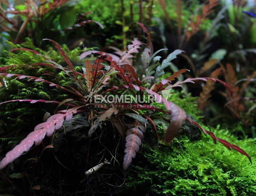 Гигрофила Пиннатифида (Hygrophila pinnatifida) меристемное