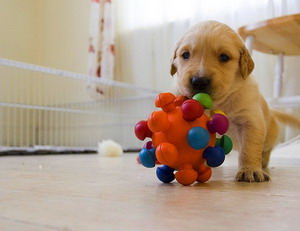 Развивающие игрушки для собак и щенков