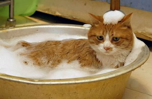 Косметика для кошек, сухой шампунь от блох, перхоти для кошек