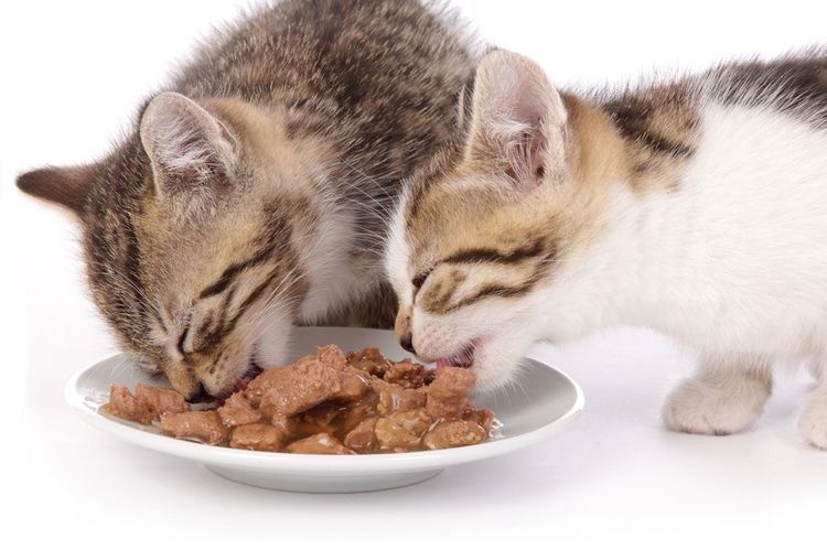 Консервы для кошек Консервы для кошек