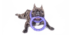 Collar Puller тренировочный снаряд для собак (2 кольца) арт 19.600, фото №2