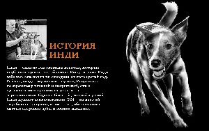 Для щенков и собак со свежим лососем и овсянкой, фото №2 Для щенков и собак со свежим лососем и овсянкой, фото №2
