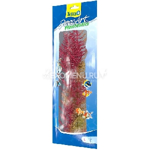 Растение аквариумное Red Foxtail3 (L) Растение аквариумное Red Foxtail3 (L)