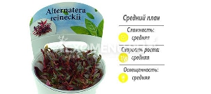 Альтернантера мини (Alternanthera reineckii Альтернантера мини (Alternanthera reineckii