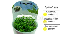 Аммания Бонсай (Ammania sp. Аммания Бонсай (Ammania sp.