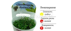 Глоссостигма повойничковая (Glossostigma elatinoides) меристемное Глоссостигма повойничковая (Glossostigma elatinoides) меристемное