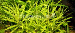 Погостемон Хелфера (Pogostemon Helferi) меристемное
