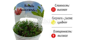 Ротала макрандра (Rotala macrandra) меристемное Ротала макрандра (Rotala macrandra) меристемное