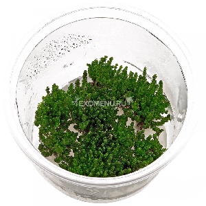 Ротала Перл (Rotala sp. Pearl) меристемное