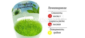 Утрикулярия (Utricularia graminifolia) меристемное Утрикулярия (Utricularia graminifolia) меристемное