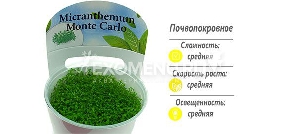 Микрантемум монтекарло (Micranthemum sp.) меристемное Микрантемум монтекарло (Micranthemum sp.) меристемное