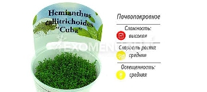 Хемиантус Куба (Hemianthus callitrichoides Хемиантус Куба (Hemianthus callitrichoides