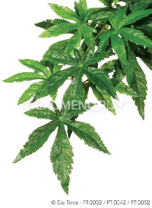 Тропическое растение Jungle Plants Абутилон, малое, 40х25 см Тропическое растение Jungle Plants Абутилон, малое, 40х25 см