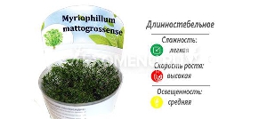 Перистолистник матогросский (Myriophylum matogrossense) меристемное Перистолистник матогросский (Myriophylum matogrossense) меристемное