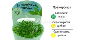 Эхинодорус тенелус (Echinodorus tenellus) меристемное Эхинодорус тенелус (Echinodorus tenellus) меристемное