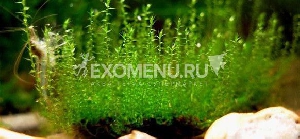 Мох Стринг (Leptodictyum riparium) меристемное