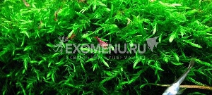 Мох Фонтиалис (Fontinalis antipyretica) меристемное Мох Фонтиалис (Fontinalis antipyretica) меристемное