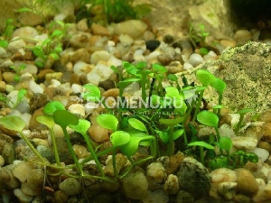 Марсилия Хирсута (Marsilea Hirsuta) меристемное