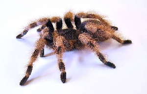 Паук-Птицеед Nh. Coloratovillosus Паук-Птицеед Nh. Coloratovillosus
